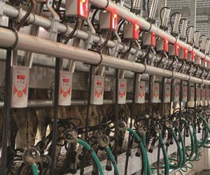  شیردوش گاو با رکوردر دیجیتال iGol